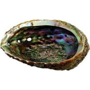 Large Rainbow Abalone Seashell
