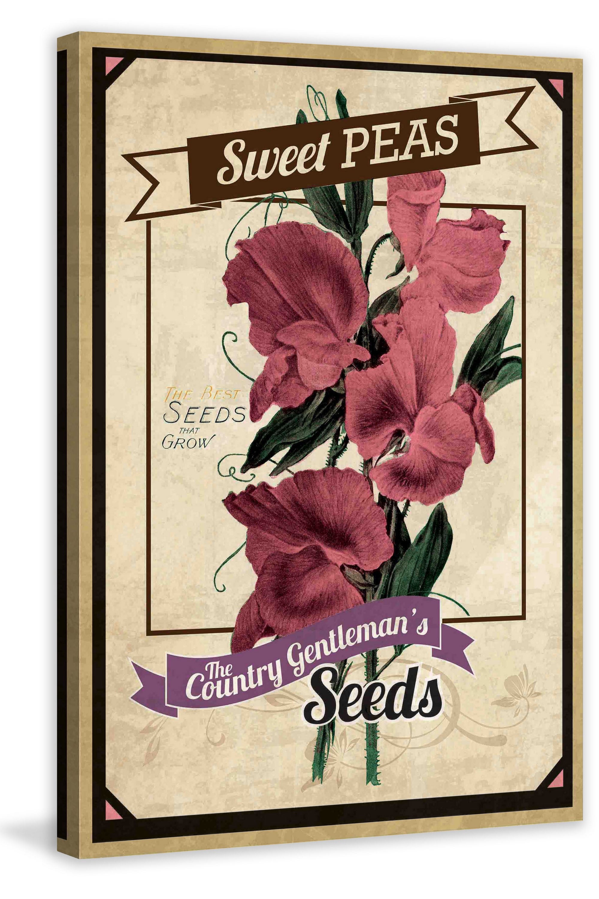 "Flower Packet Sweet Peas" Painting Print on Wrapped Canvas
