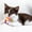 E, variant on Eliaeconx Cat Toys Balls with Bells, Self-Play Cat Plush Ball Toys, Interactive Cat Toys for Indoor Cats and Kittens, Suitable for Small Pets Entertainment - G
