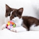 thumbnail image 4 of onlyliua Promoción de Temporada Divertido Juguete Elástico Juguetes para Gatos Juguete Interactivo Colorido para El Coño, 4 of 6