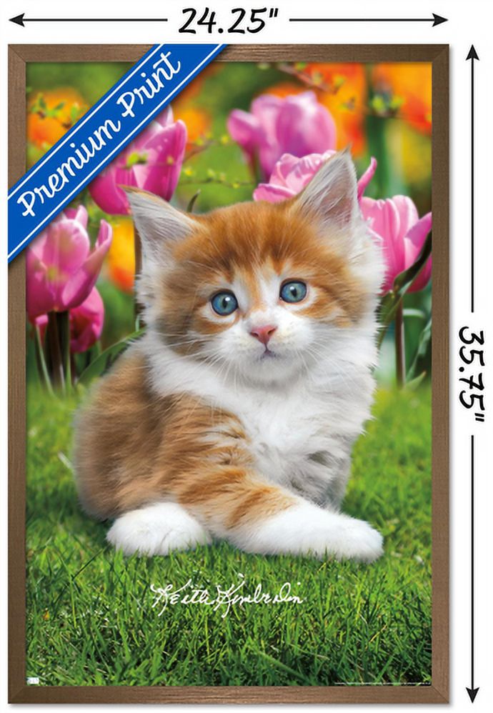 Keith Kimberlin - Maine Coon Kitten Wall Poster, 22.375" x 34", Framed
