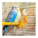 thumbnail image 3 of Pack Of 2 Birds Stainless Steel Fruit Holder, 3 of 3