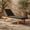 Natural/Black, variant on SAFAVIEH Newport Outdoor Patio Chaise Lounge Chair, Natural/Aqua