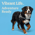 thumbnail image 4 of Vibrant Life Easy-On Dog Harness, Gray, Polyester, Extra Large, 4 of 7