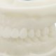 thumbnail image 3 of Modelo de diente Simulación educativa Modelo dental de corindón blanco para suministros de estudio de enseñanza, 3 of 8