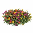 thumbnail image 5 of Expert Gardener 1.5G Purslane Mixed Colors Live Plant Hanging Basket Full Sun, 5 of 18