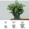 thumbnail image 5 of Live Swiss Cheese Monstera Adansonii, Large Trailing Plant, Gardener Gift, Wedding Decor, Housewarming Gift for The First Home, Office Gift, Indoor Plant in 8" Hanging Basket, 5 of 5