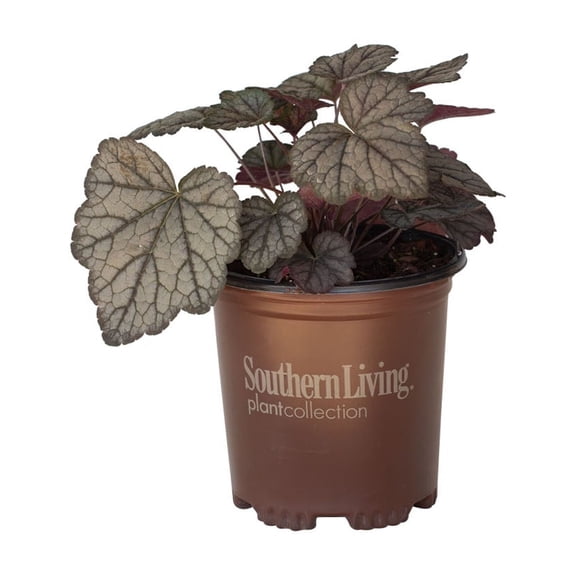 Southern Living Cracked Ice Heucherella 'Foamy Bells' Live Shrub in 2.5-Quart Grower Pot