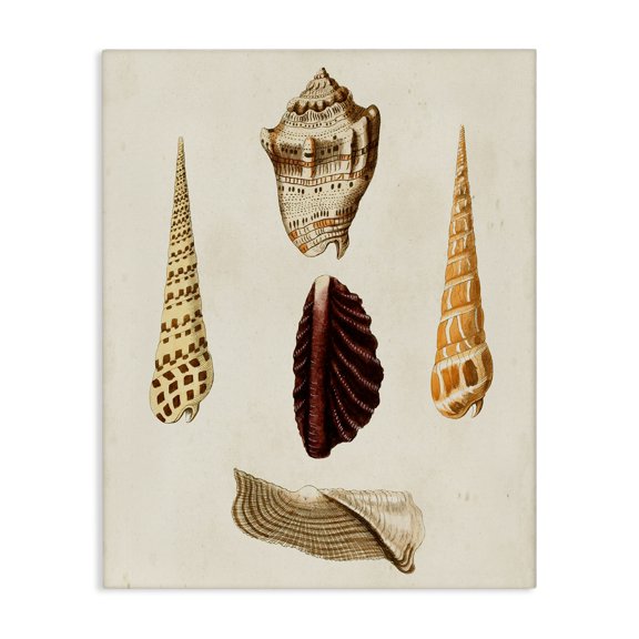 Stupell Industries Coastal Antique Brown Sea Shells Canvas Art, 16 x 20, by G.W. Knorr