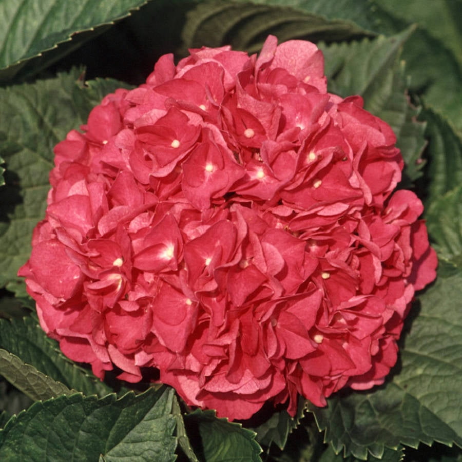 Merritt's Supreme Pink Hydrangea (2.4 