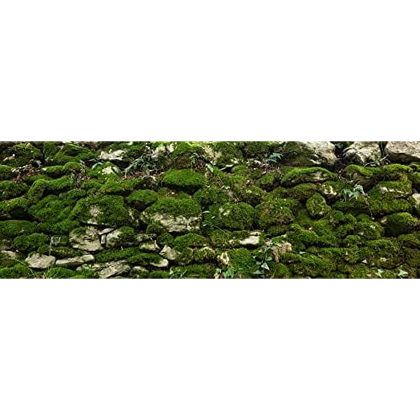 aquarium terrarium backgrounds main (rock wall with moss, 30”l x 17”h