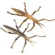 thumbnail image 2 of 2Pcs Simulation Stick Insects Model Educational Insects Statue Insect Recognition Models, 2 of 3
