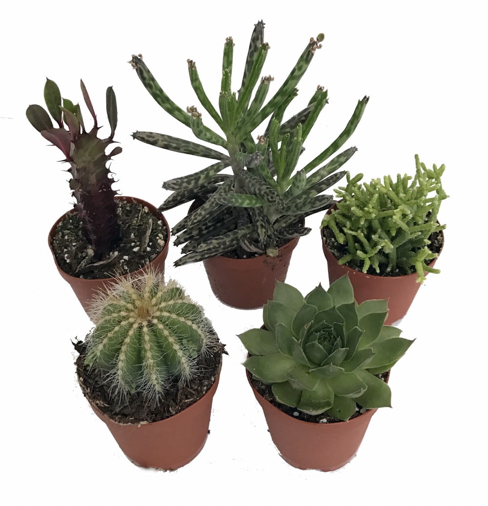 Altman Plants String of Raindrops Succulent (Senecio) 6
