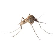MGK OneGuard® Multi MoA Concentrate | Long-Lasting Insecticide | Professional Pest Control Product | Flea, Tick, Fly, Cockroach, Spider, Scorpion, Mosquito Concentrate | Gallon