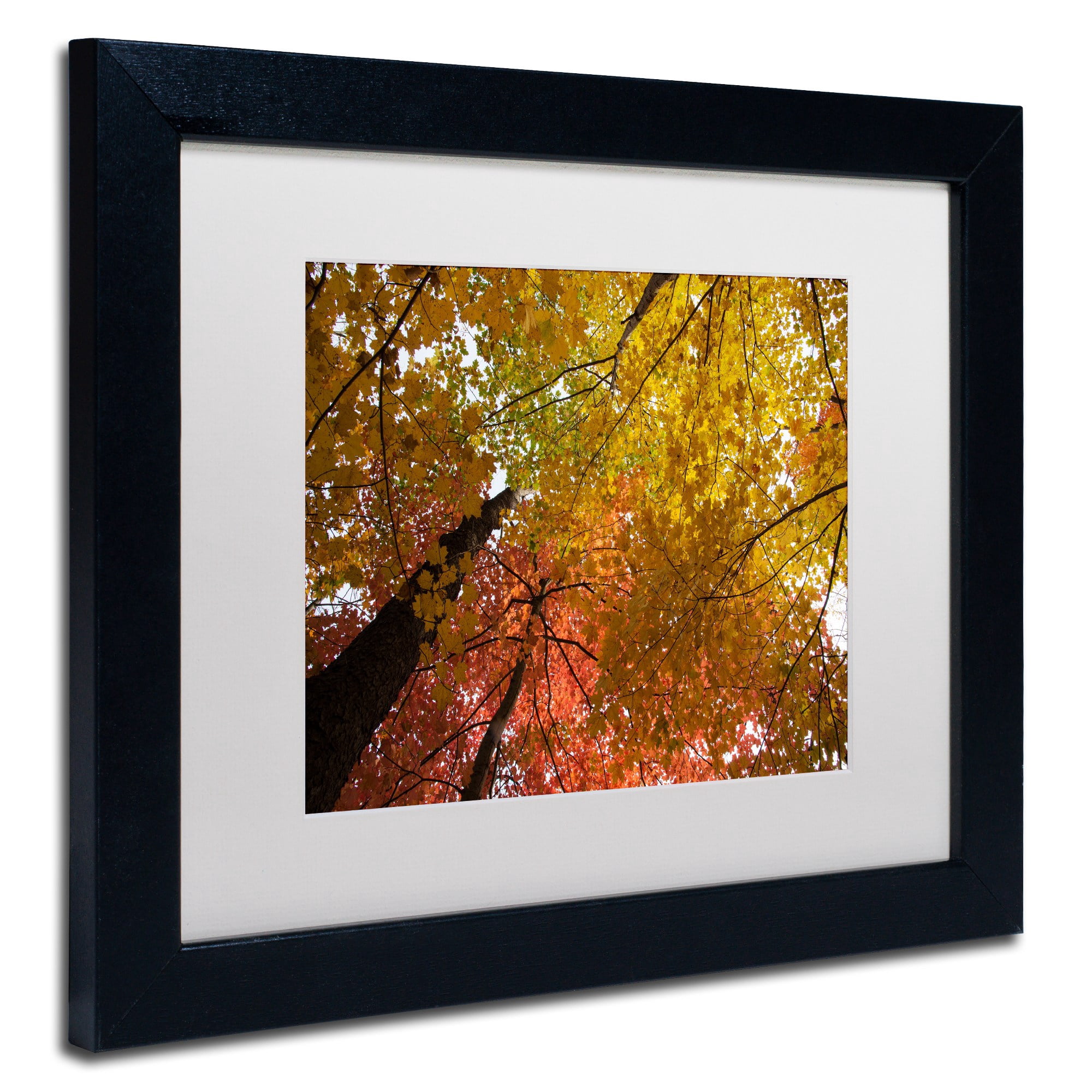 Trademark Fine Art "Spectacular Brilliant Autumn Trees" Canvas Art by Kurt Shaffer, White Matte, Black Frame