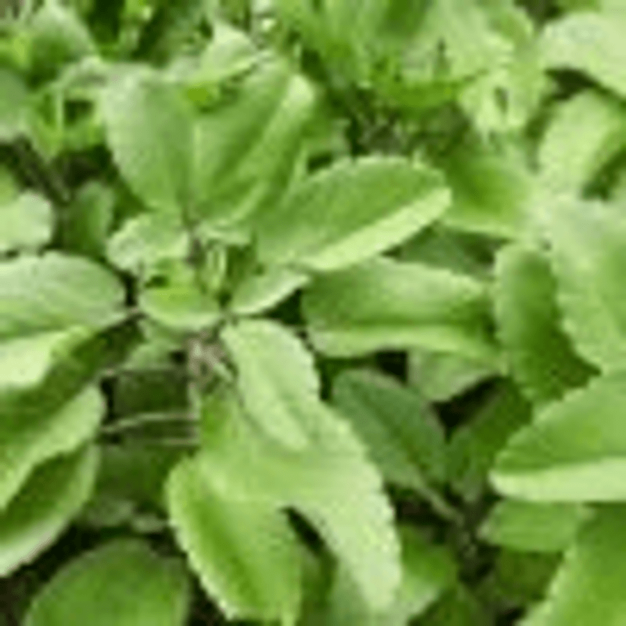 Kalanchoe Pinnata-Leaf of Life (Bryophyllum Pinnatum) Tea- Antioxidantes (20 Tea Bags)