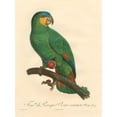 thumbnail image 2 of Barraband 25x32 Gold Ornate Wood Framed with Double Matting Museum Art Print Titled - Barraband Parrot, PL 110, 2 of 4