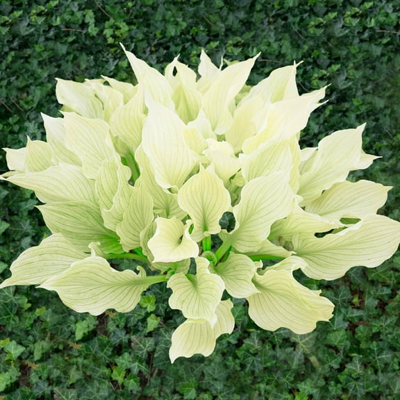 Direct Gardening White Feather Hosta Dormant Bare Root Perennial Starter Plant Roots 3 Pk