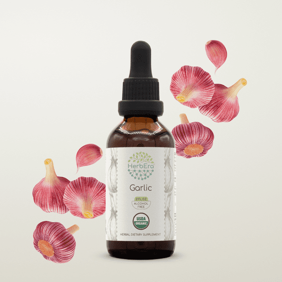 HerbEra Garlic Tincture, Organic Herbal Dietary Supplement for Immune Support, Certified Organic Garlic (Allium sativum) Dried Bulb Extract, Natural, Alcohol-Free, Drops 2 oz