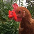 thumbnail image 1 of 100 Pack Boltless Anti-Peck Plastic Chicken Goggles, 1 of 3