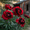 A, variant on Peony,Shade Plant for Gardens-Easy Grow-Low Maintenance-Ideal for Beds Borders, Plant Pots & Planters