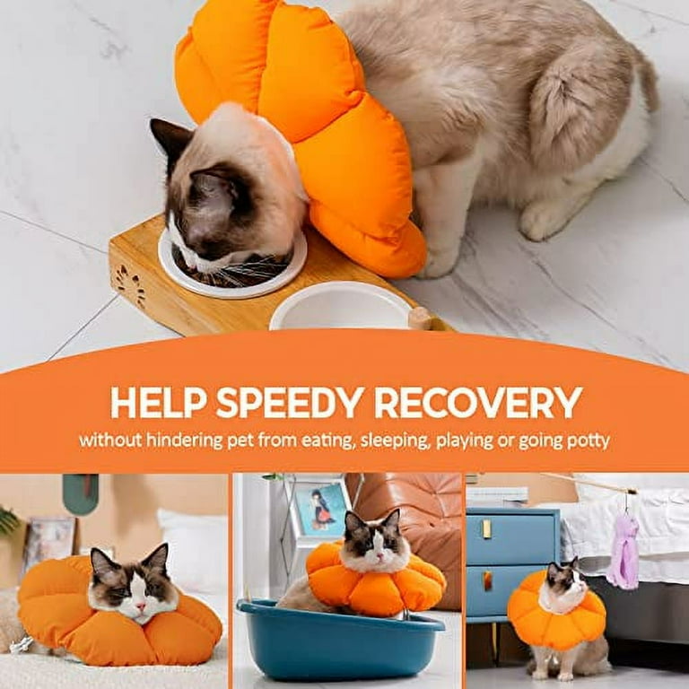 Alternative to cone top of shame for cats