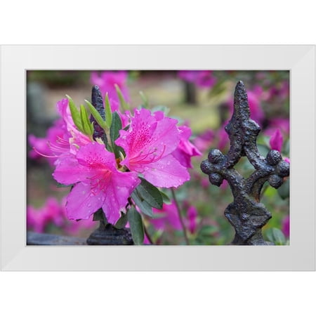 Jones, Adam 14x11 White Modern Wood Framed Museum Art Print Titled - Iron fence and azaleas in full bloom-Bonaventure Cemetery-Savannah-Georgia
