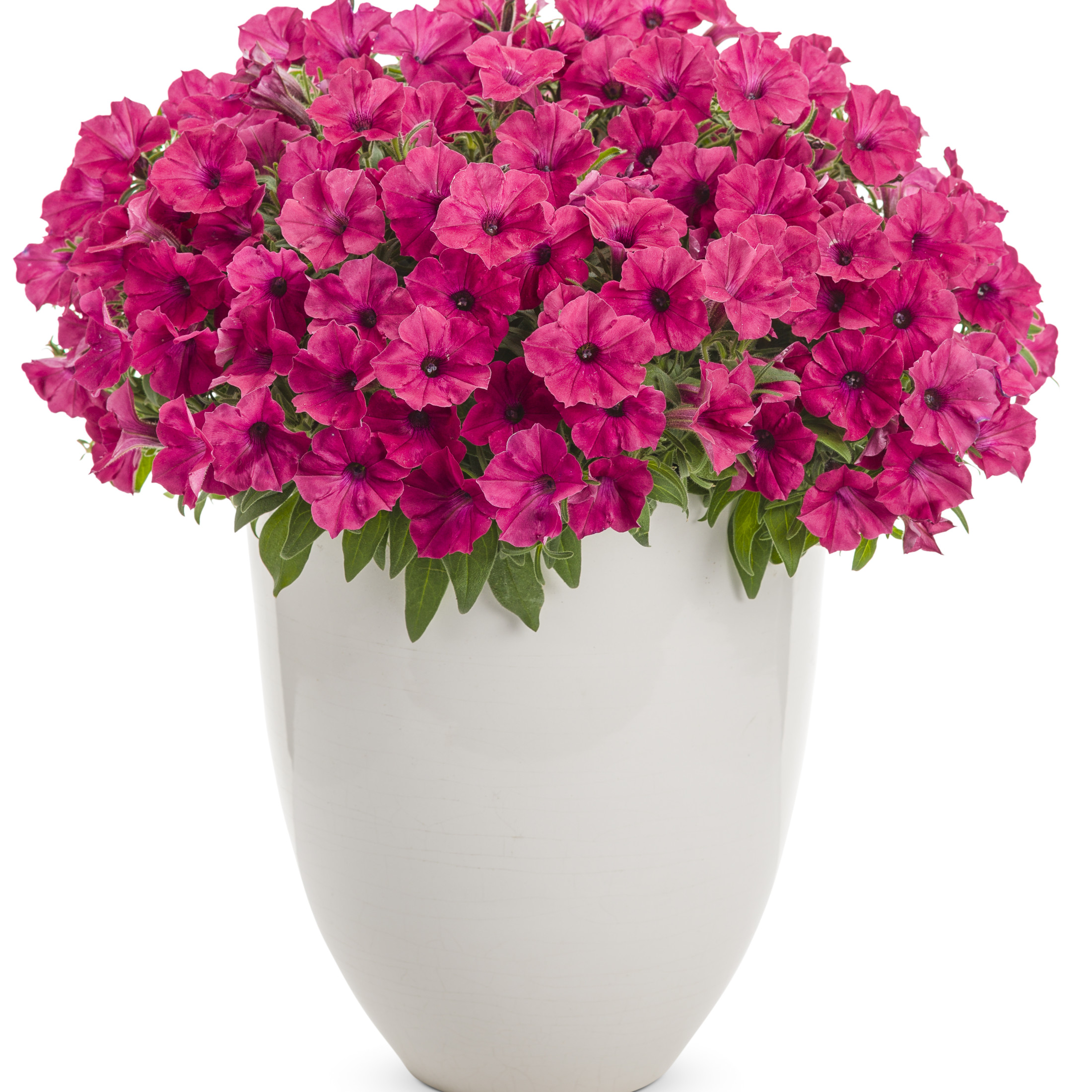 Proven Winners 4" Pink Supertunia Vista Fuchsia Petunia Live Plant in 4.25" Pot (4 Count)