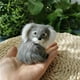 thumbnail image 1 of pequeño Koala oso modelo muñeca Decoración Accesorios fotográficos enseñanza suave Adorable juguete de peluche para y niñas Cola mini oso koala, 1 of 8