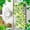 B, variant on St. Patrick's Day Shamrock & Plaid Themed Towel, 17.7x26in Irish Lucky Decorative Hand Towel Decor for Kitchen Bathroom Gifts