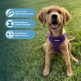 thumbnail image 5 of Voyager Step-In Air All Weather Mesh Harness & Reflective Dog Leash Combo w/ Neoprene Handle 5ft , For Small to Large Breed Dogs Cute & Heavy Duty, Best Pet Supplies- Purple Purple Trim, XL, 5 of 10