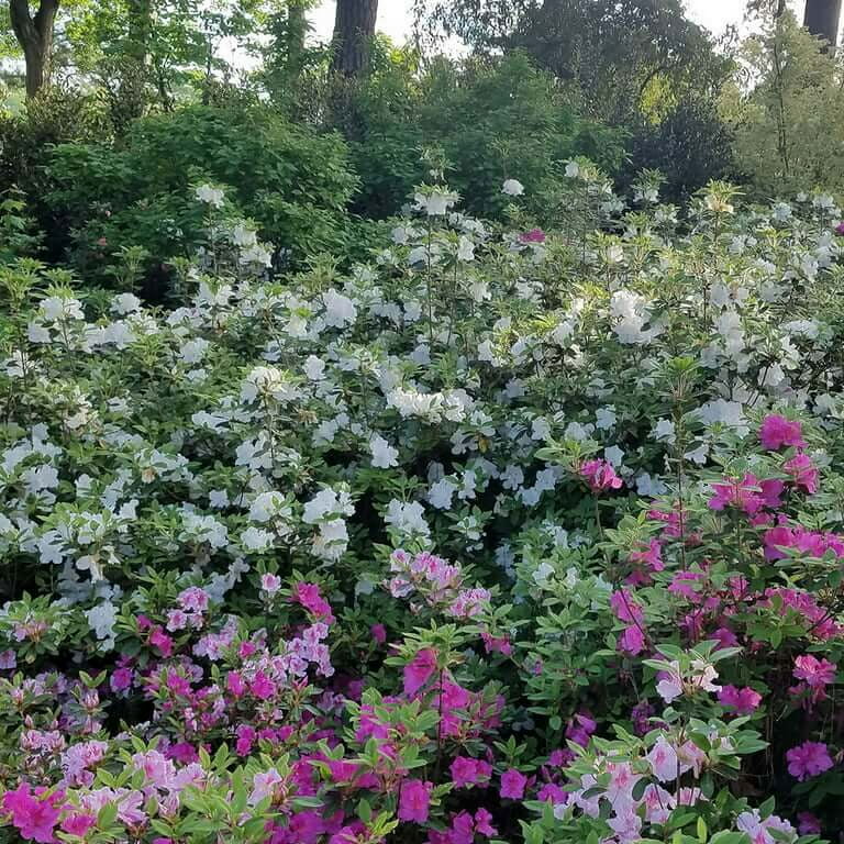 Encore Azalea Autumn Angel (1 Gallon) White Flowering Shrub Encore Azalea Autumn Angel (1 Gallon) White Flowering Shrub