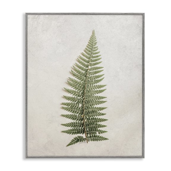 Stupell Industries Detailed Fern Frond Botanical & Floral Painting Gray Framed Art Print Wall Art, 24 x 30