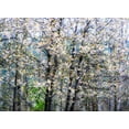 thumbnail image 2 of Gulin, Sylvia 18x14 Gold Ornate Wood Framed with Double Matting Museum Art Print Titled - USA-Washington State-Fall City wild cherry springtime blooming, 2 of 4