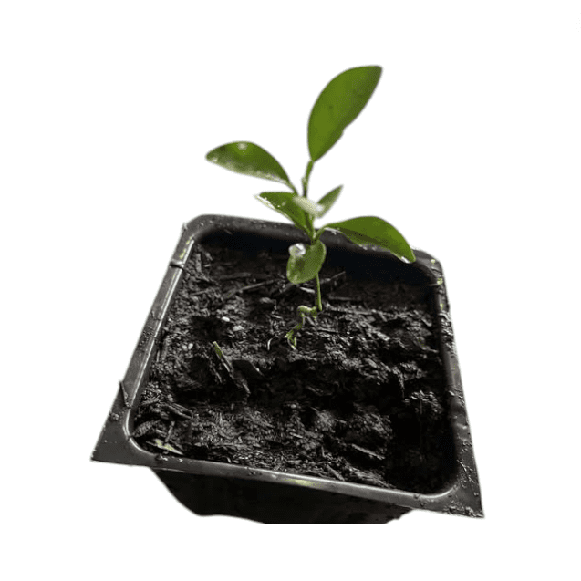 Meyer Lemon Plant Live for Planting, Citrus Plant Fragrant Lemons, Meyer Lemon Bush, 2 to 3 Inch Tall