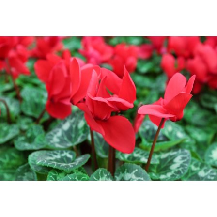 Red Cyclamen Plant | Indoor Pet-Friendly Flowering Foliage | 6-12" tall, Bright Indirect Light, Well-Draining Soil, Easy Care  4" Pot (Pack of 2)