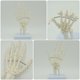 thumbnail image 3 of Modelo de esqueleto de mano humana Modelo de simulación de articulación de mano Suministro educativo, 3 of 6