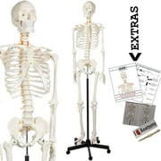 Axis Scientific Human Skeleton Model Anatomy Bundle, 5' 6" Life Size Skeletal System, 206 Bones, Interactive Medical Replica 3 Year Warranty, Study Guide, Adjustable Rolling Stand, and Dust Cover