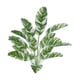 thumbnail image 2 of Plantas Falsas Exteriores BLESIY Hoja De Plátano Simulada 18 Cabezas Estilo H, 2 of 8