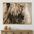 thumbnail image 2 of Close Up Of Fluffy Curly Alpaca 32 in x 16 in Framed Photography Canvas Art Print, by Designart, 2 of 5