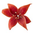 thumbnail image 1 of Crystal Candy Orange Tiger Lily Edible Flower Kit, 1 of 2