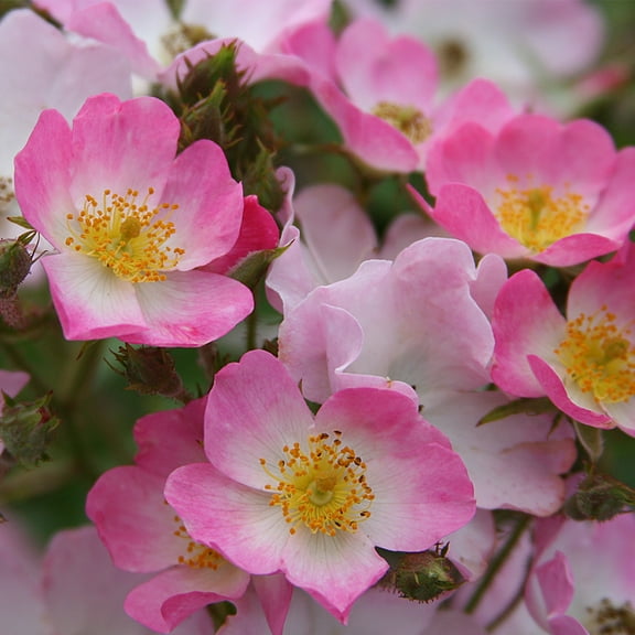 Heirloom Roses Hybrid Musk Rose Bush - The Ballerina Live Plant , Own Root Plants For Outdoors , Pink Bushes For Planting , One Gallon Potted Outdoor Flowers