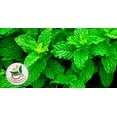 thumbnail image 7 of TeaDreamTea Peppermint Tea Bag - Mint Tea - Alleviates Digestive Discomfort | Herbal Tea - Mint Tea Bags - Healthy Tea | Aromatic & Caffeine Free Tea - Bulk Tea Bags, 7 of 7