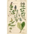 thumbnail image 2 of Art Licensing Studio 21x32 White Modern Wood Framed Museum Art Print Titled - Scrophularineae, 2 of 4