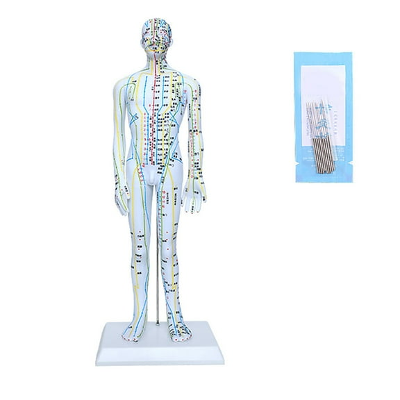 Anatomical Acupunctures Training Model With Needle Set For Study And Clinical Practice Acupuncturists Training Tool
