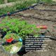 thumbnail image 5 of 20 Piezas Válvula de Interruptor de Riego por Goteo Tubo de Riego de PE Accesorios de Bloqueo de 16 Mm Válvulas de Púas Conectores de Manguera Válvula de Púas Jardín - Detener/Activar Flujo de Agua, 5 of 5