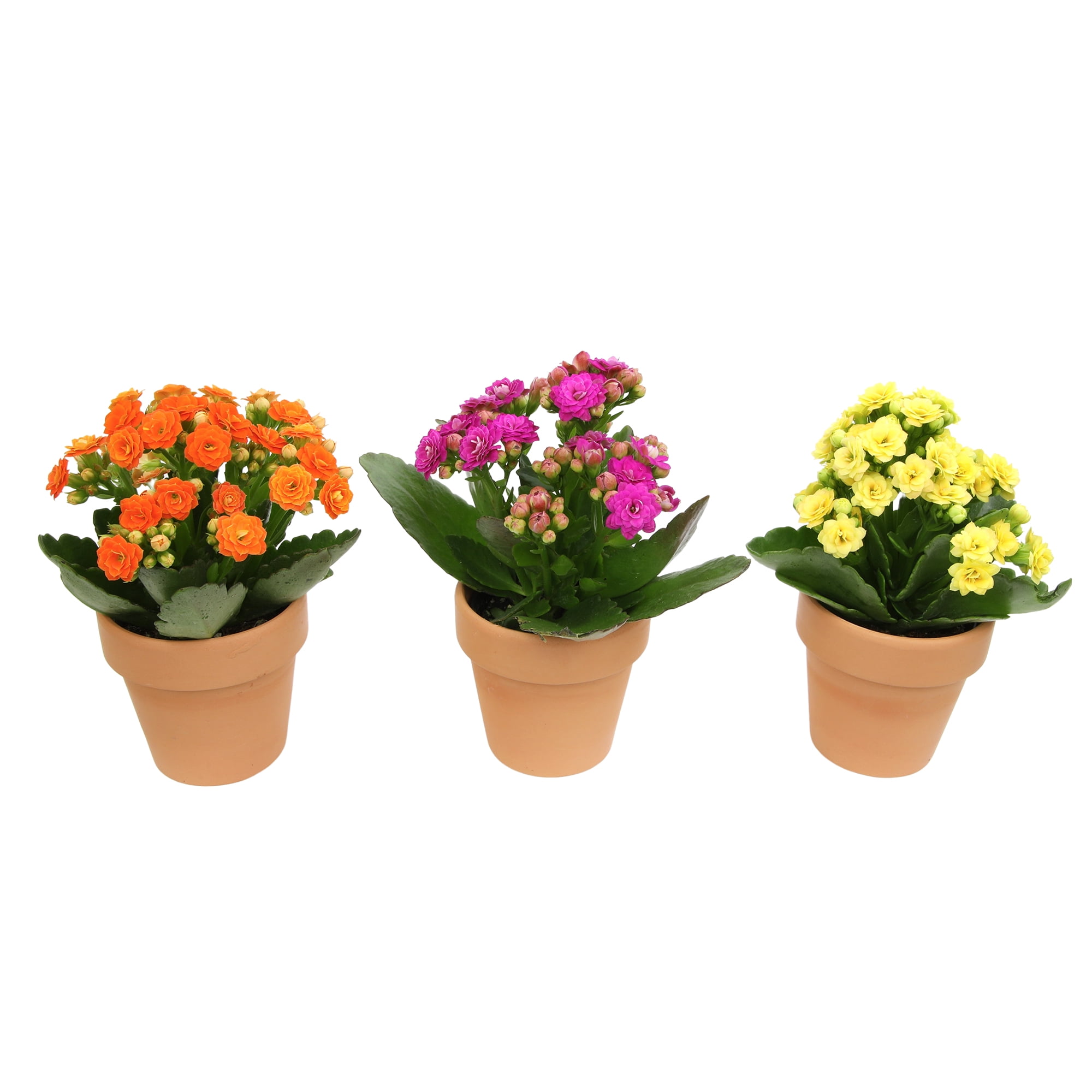 Blooming Kalanchoe Décor | 3 Live Succulent Plants in 2.5" Clay Planters | Element by Altman Plants