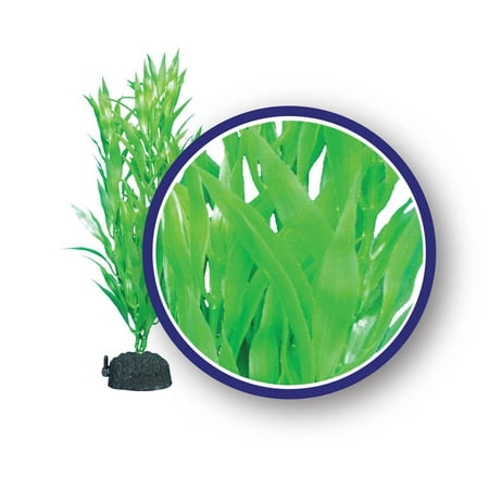 Weco Freshwater Series Bamboo Leaf Hairgrass Tropical Aquatic Plants 6 (Best Freshwater Refugium Plants)