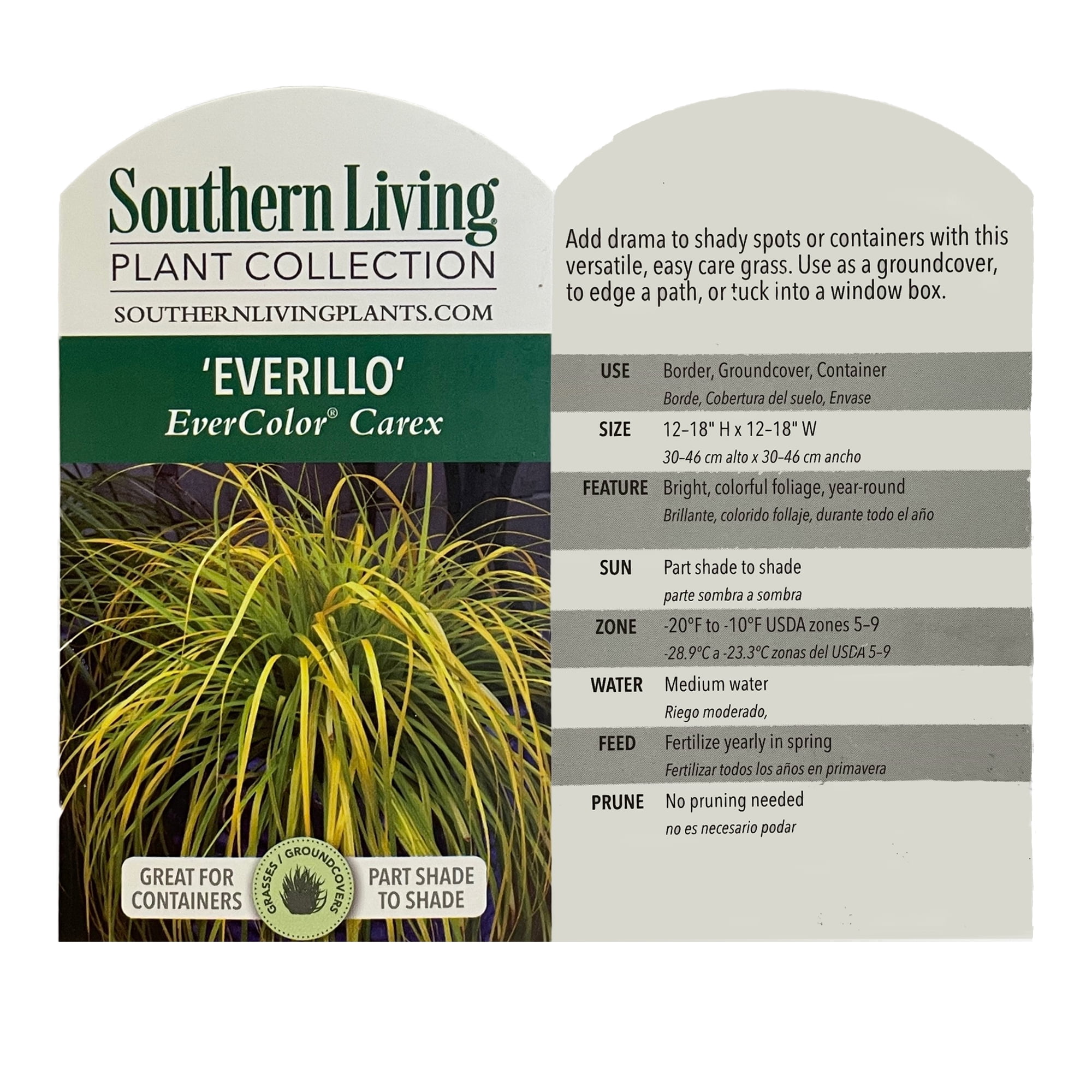 Southern Living EverColor Everillo Carex 'Sedge' Live Shrub in 2.6-Quart Grower Pot