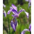 thumbnail image 2 of Talbot Frank, Christopher 15x17 White Modern Wood Framed Museum Art Print Titled - CA, Sierra Nevada Iris flower in the Sierras, 2 of 4